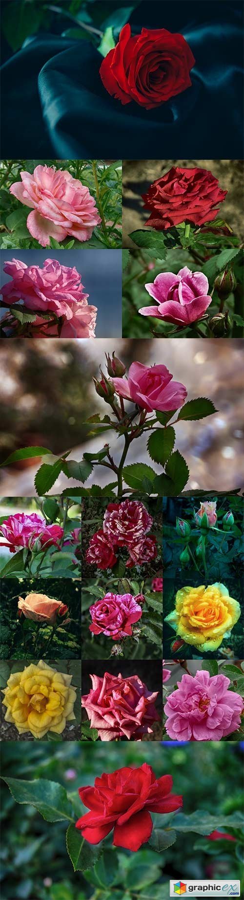 Charming roses