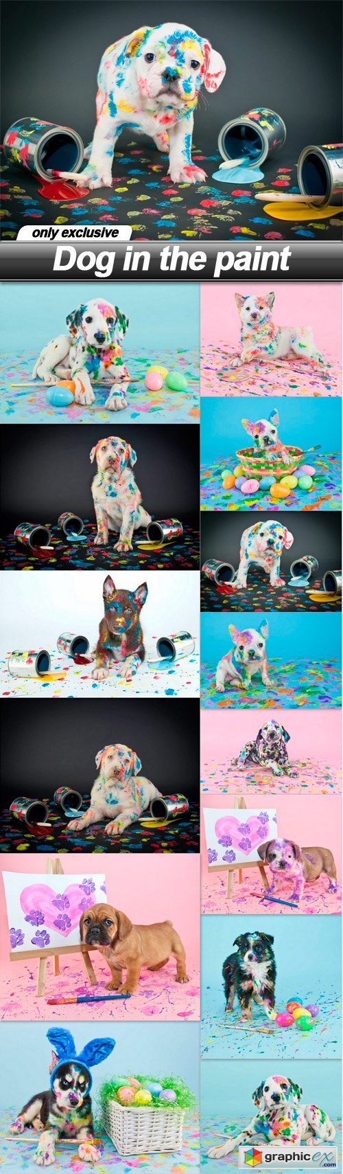 Dog in the paint - 14 UHQ JPEG