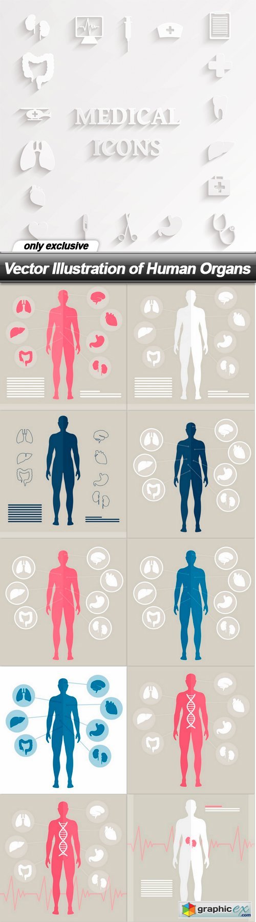 Illustration of Human Organs - 11 EPS