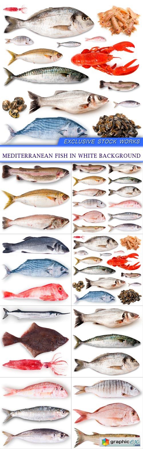 Mediterranean fish in white background 8X JPEG