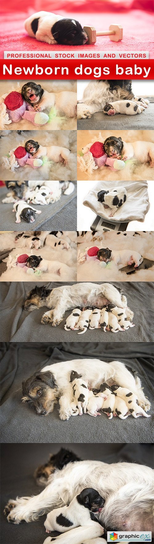 Newborn dogs baby - 12 UHQ JPEG