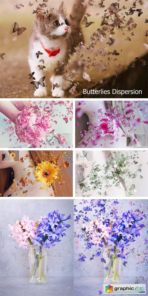 Butterflies Dispersion
