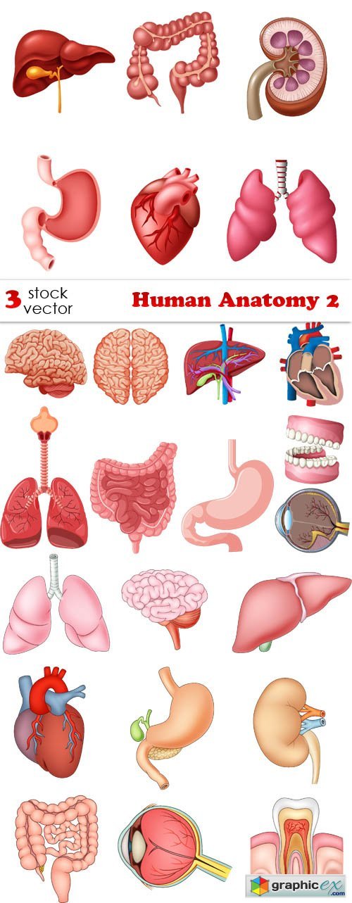 Human Anatomy 2