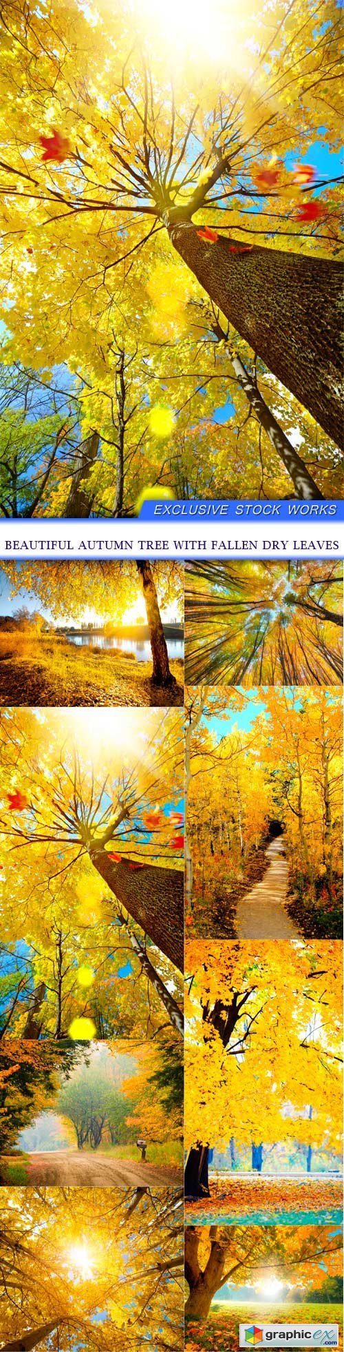 Beautiful autumn tree with fallen dry leaves 8x JPEG