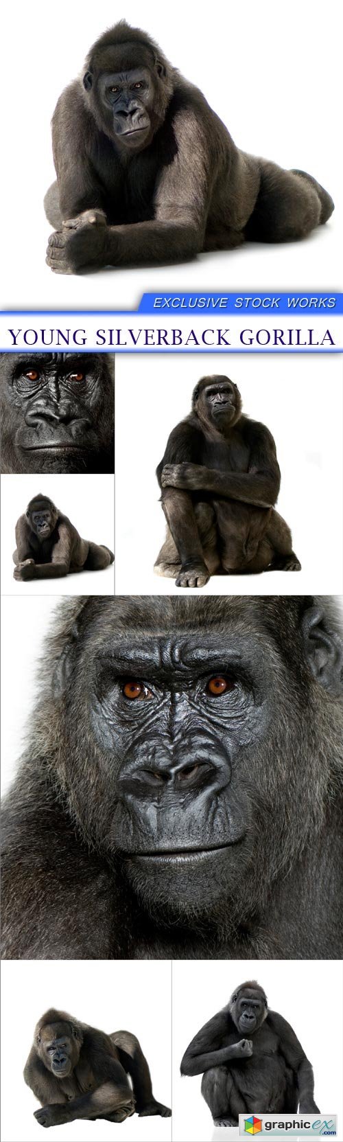 Young Silverback Gorilla 6X JPEG