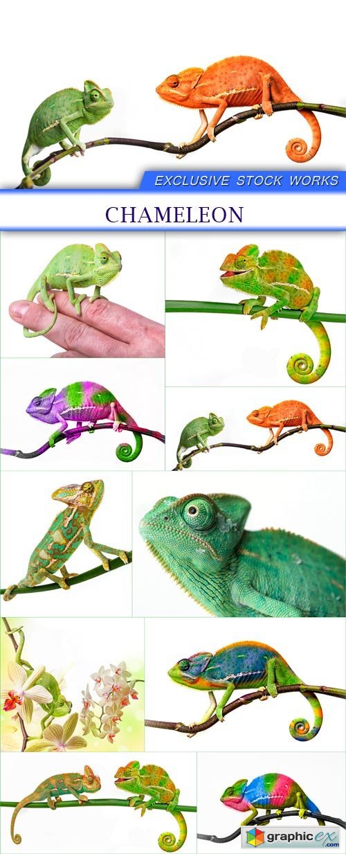 chameleon 10X JPEG
