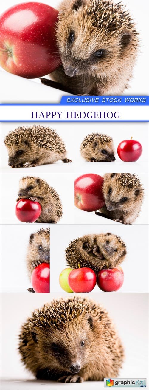 Happy hedgehog 7X JPEG
