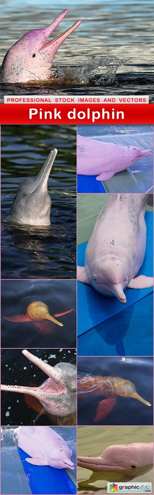 Pink dolphin - 9 UHQ JPEG