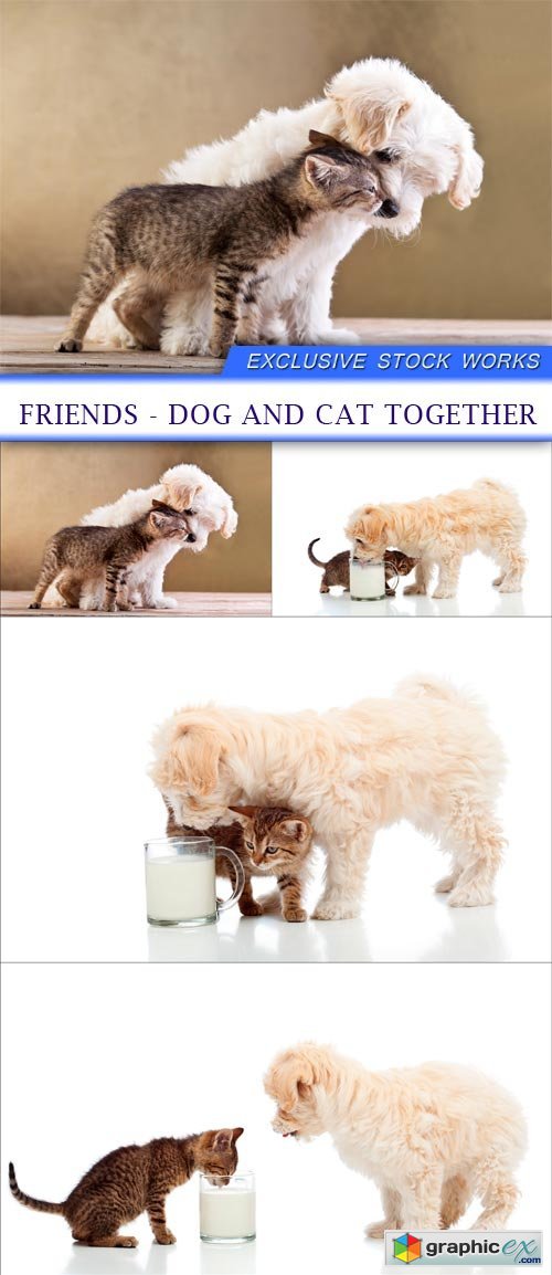 Friends - dog and cat together 5X JPEG