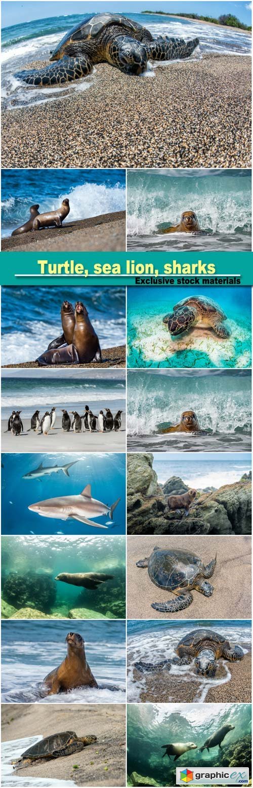 Green turtle white on sandy beach, sea lion, penguins, sharks