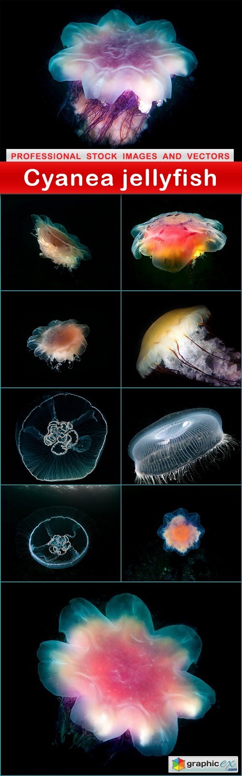 Cyanea jellyfish - 10 UHQ JPEG