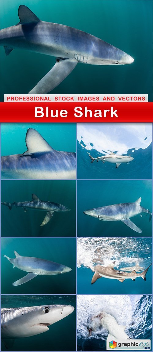 Blue Shark - 9 UHQ JPEG