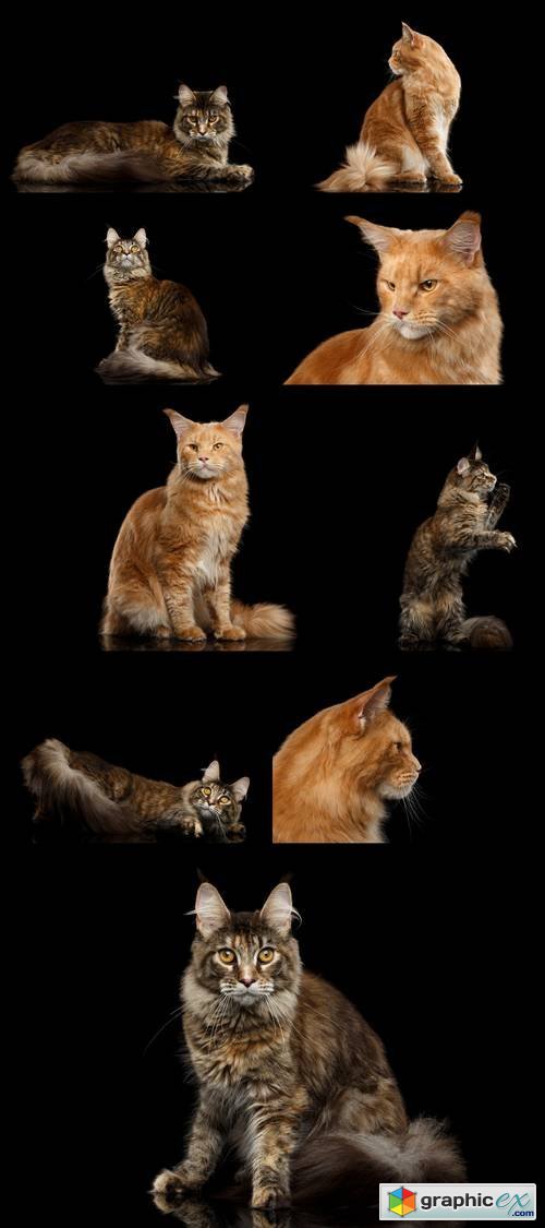 Cats Isolated on Black Background