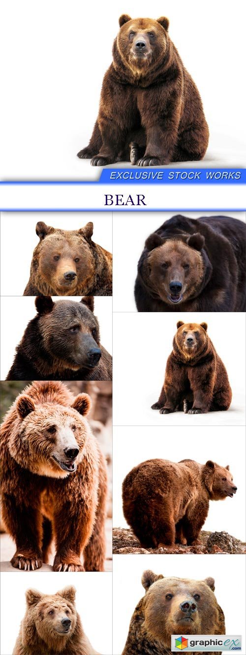 Bear 8X JPEG