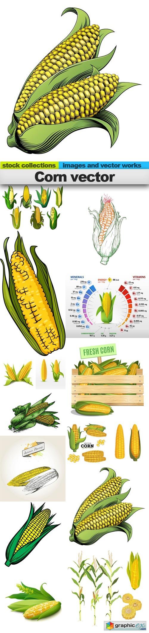 Corn vector, 15 x EPS