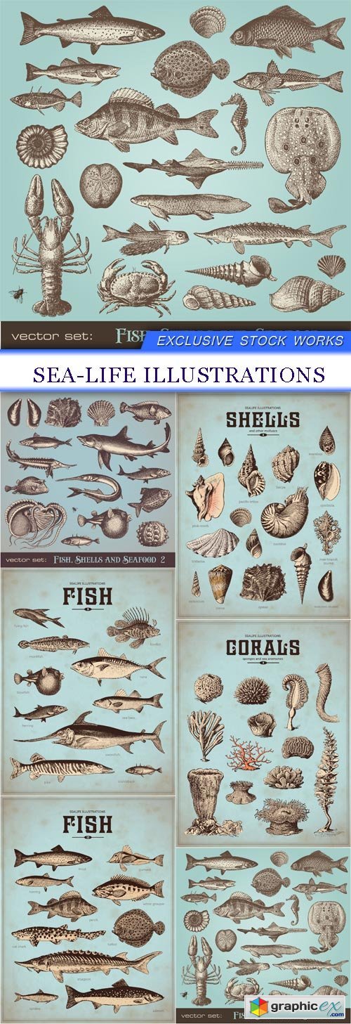 sea-life illustrations 6X EPS