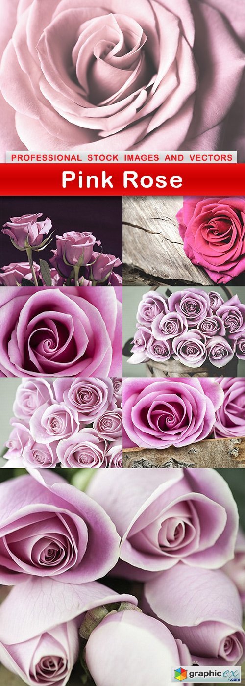 Pink Rose - 8 UHQ JPEG