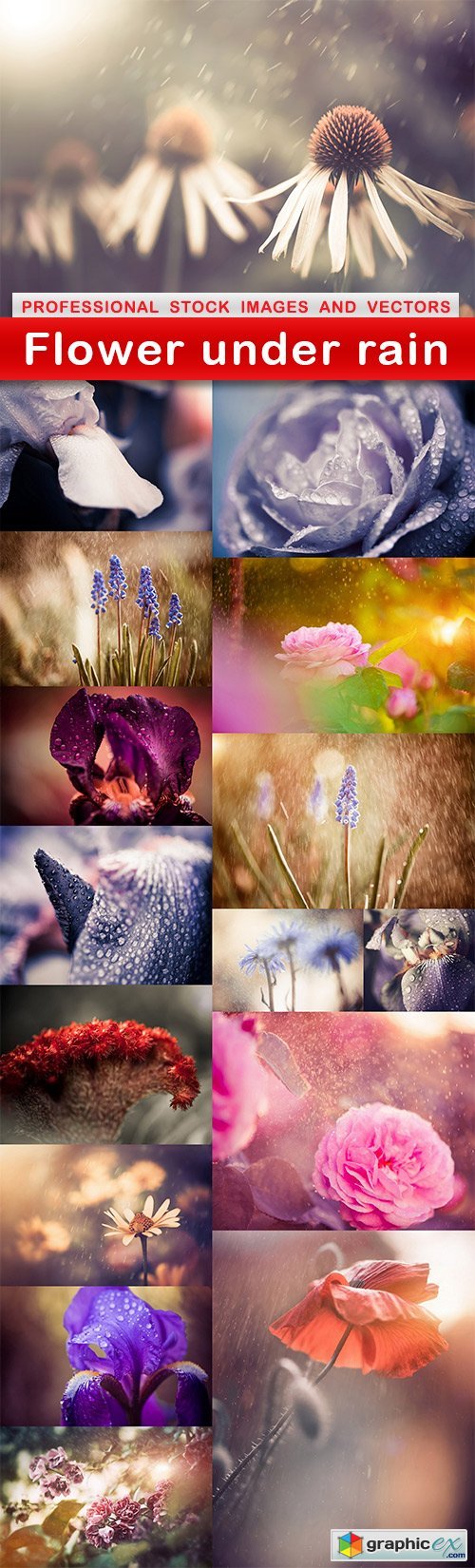 Flower under rain - 16 UHQ JPEG