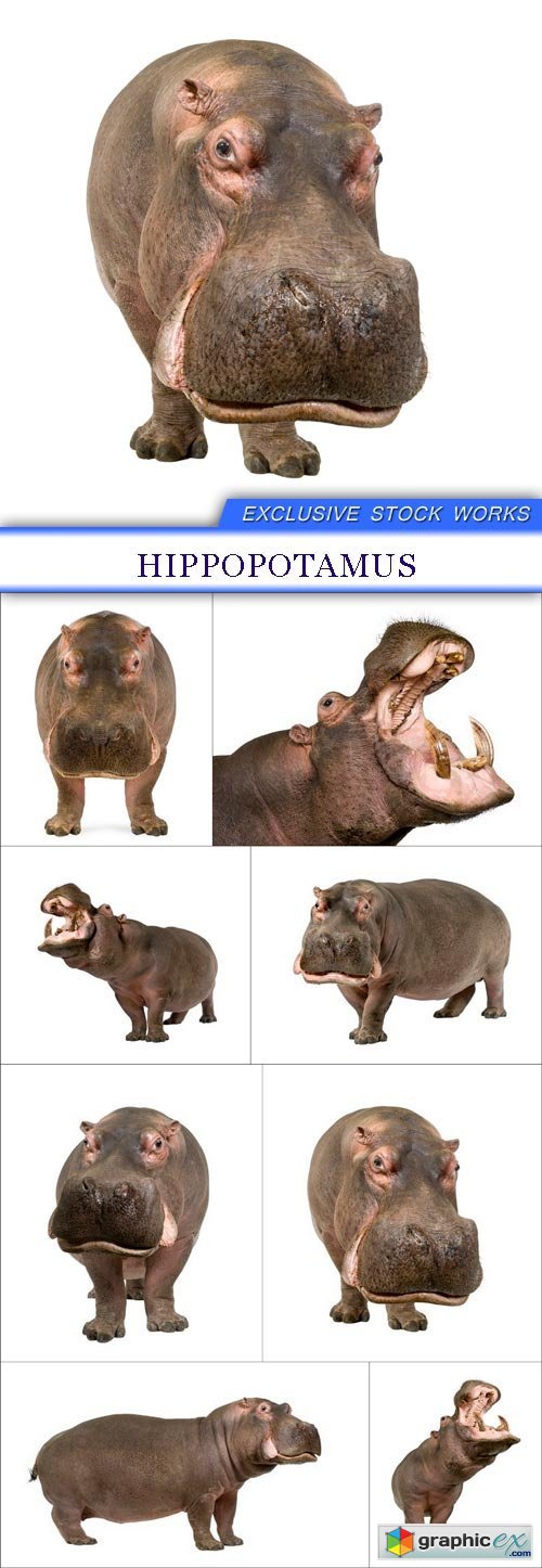 Hippopotamus 8X JPEG