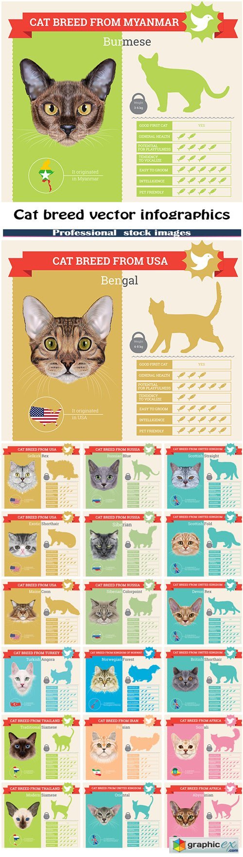 Cat breed vector infographics