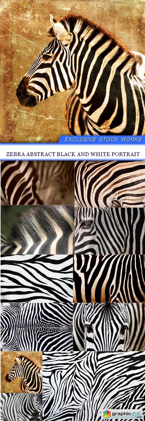 Zebra abstract black and white portrait 11X JPEG