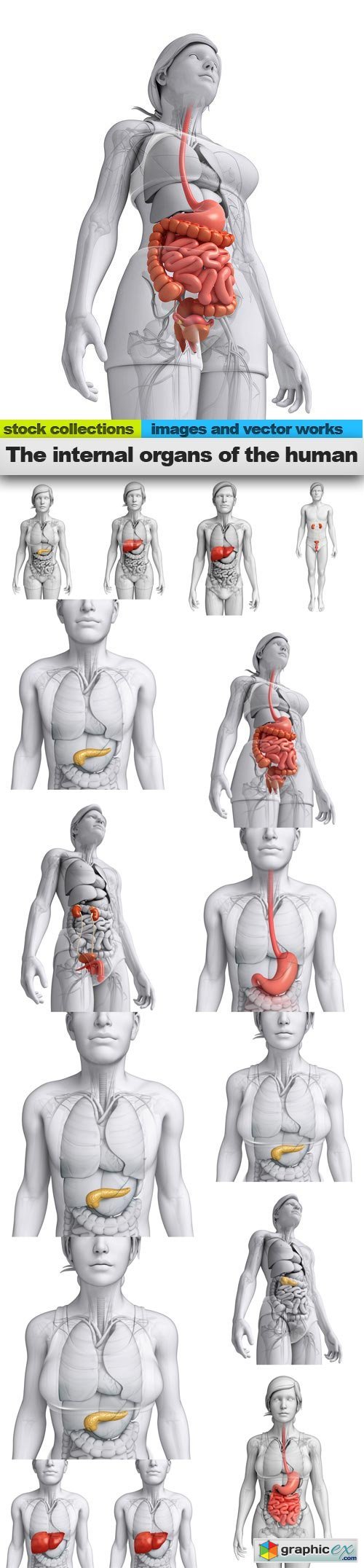 The internal organs of the human, 15 x UHQ JPEG