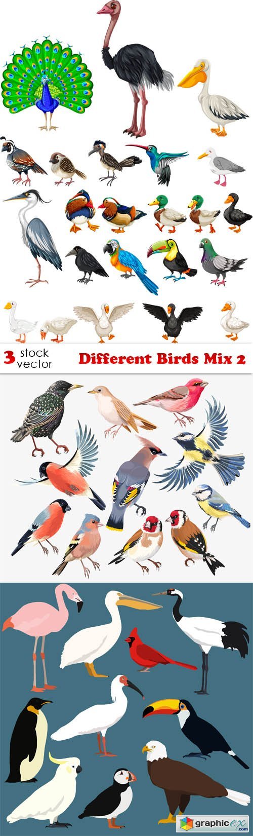 Different Birds Mix 2