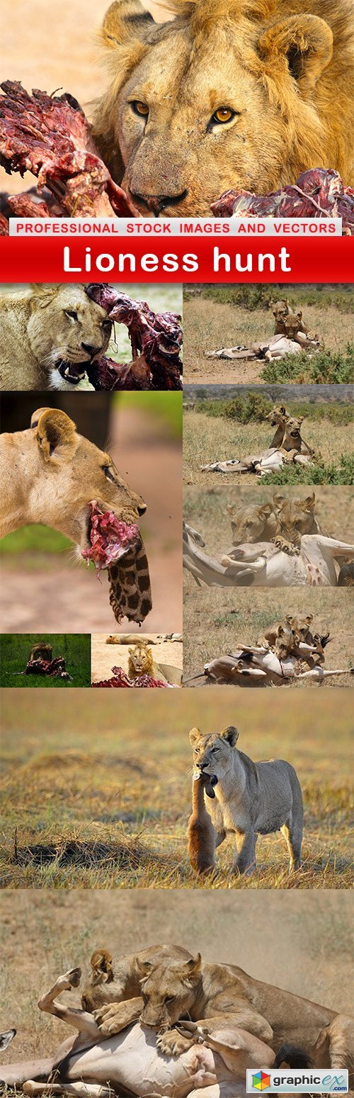 Lioness hunt - 11 UHQ JPEG