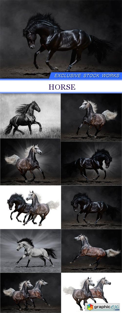 horse 10X JPEG