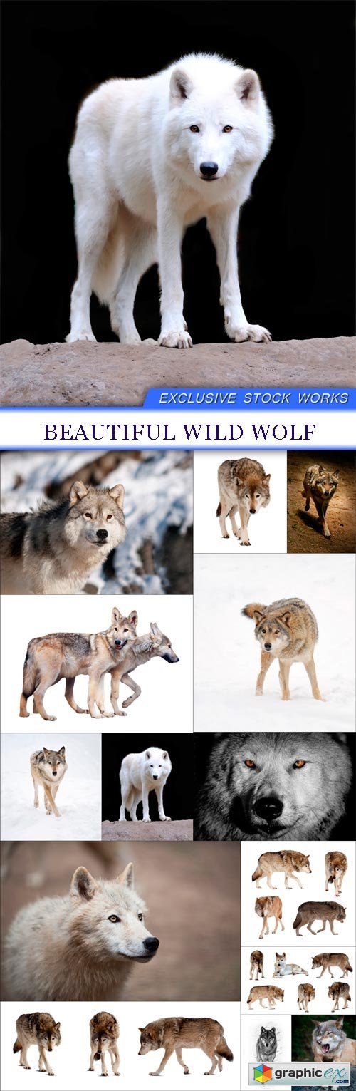 Beautiful wild wolf 14X JPEG