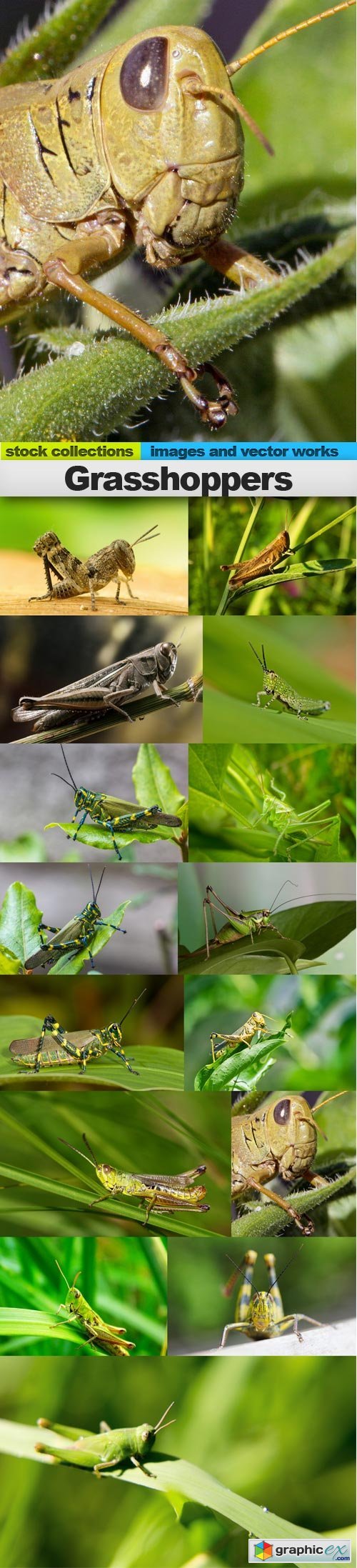 Grasshoppers, 15 x UHQ JPEG