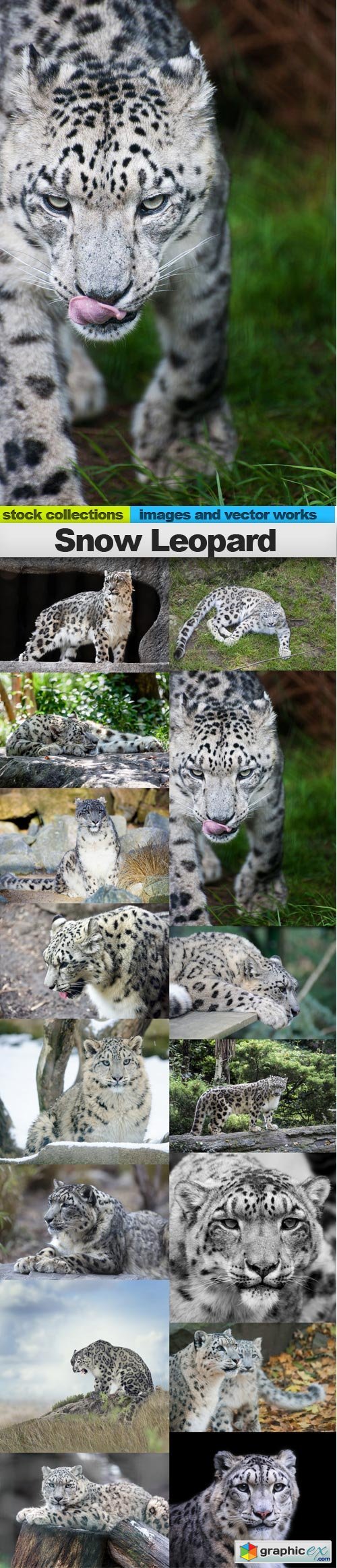 Snow Leopard, 15 x UHQ JPEG