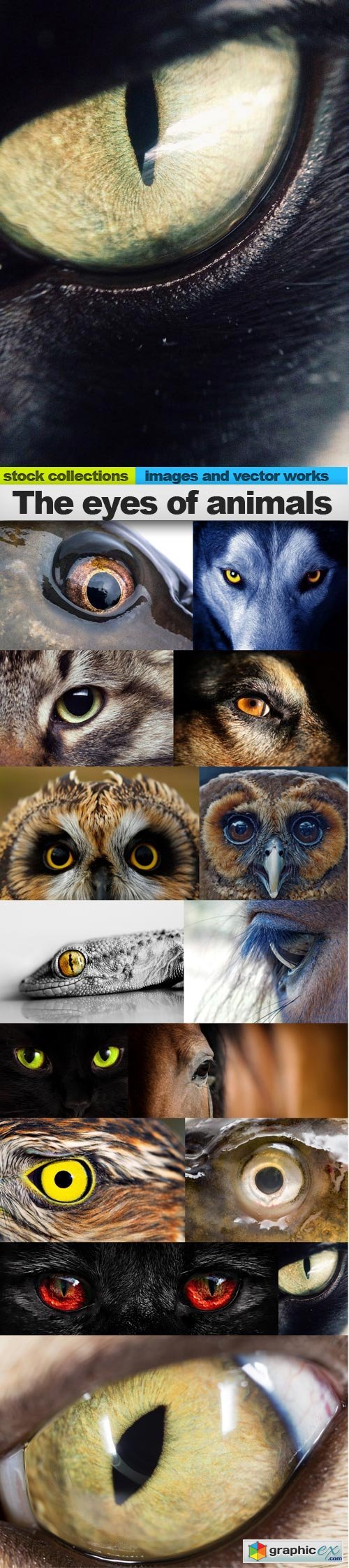 The eyes of animals, 15 x UHQ JPEG