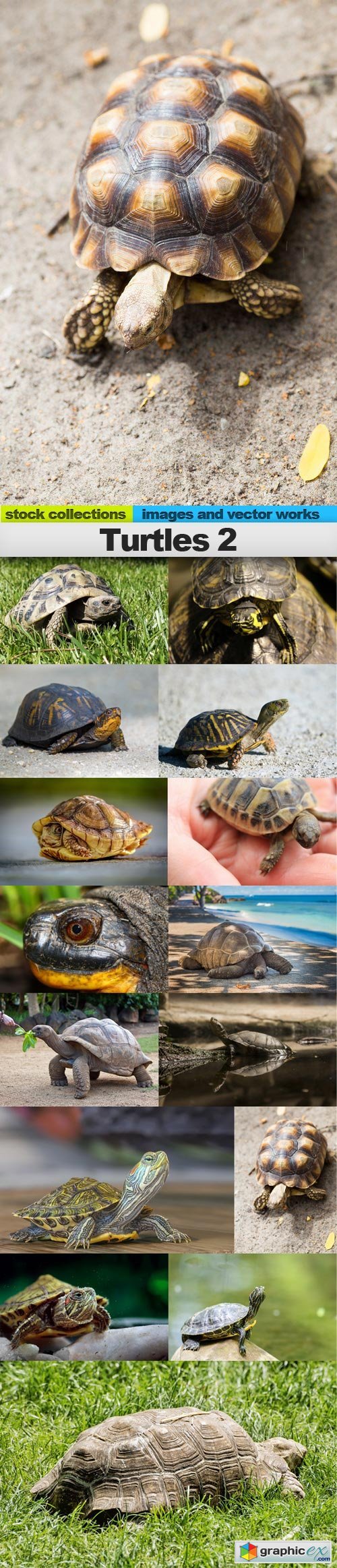 Turtles 2, 15 x UHQ JPEG