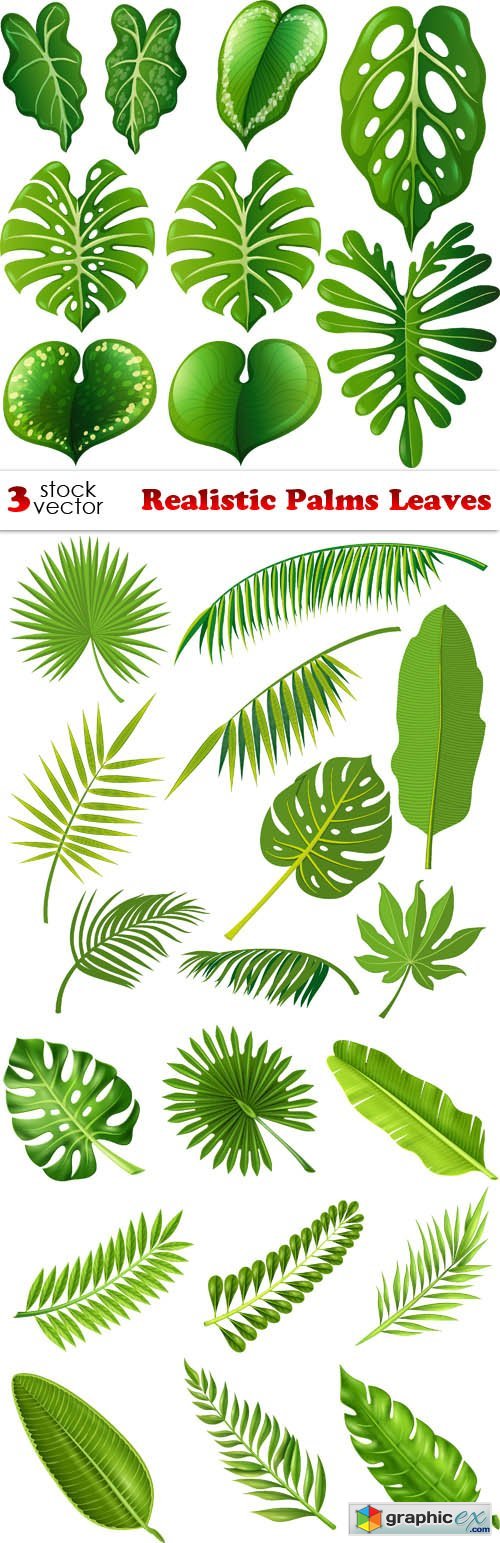 Realistic Palms Leaves