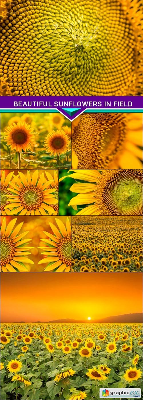 Beautiful sunflowers in field 8X JPEG