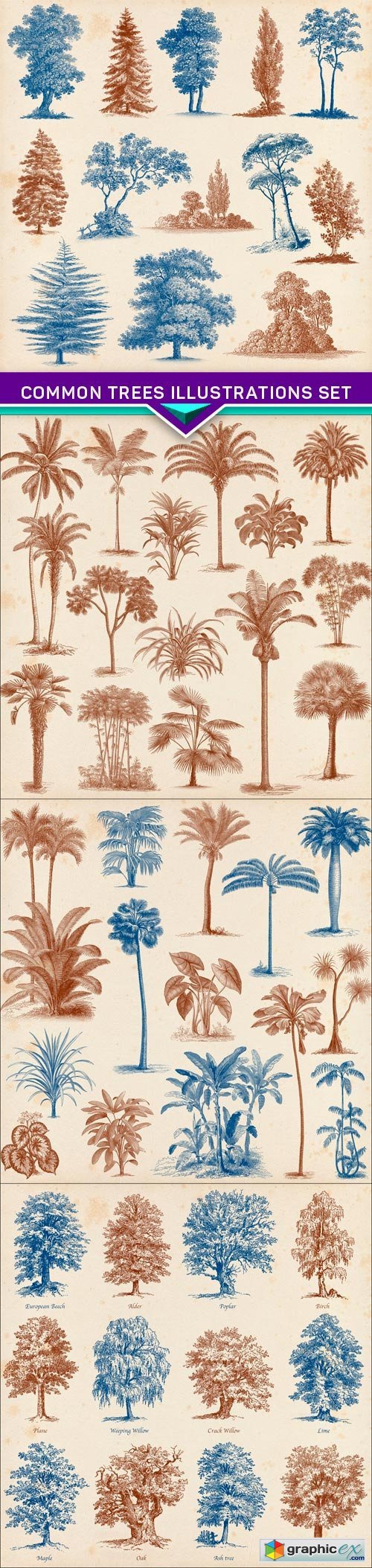 Common trees illustrations set 4X JPEG