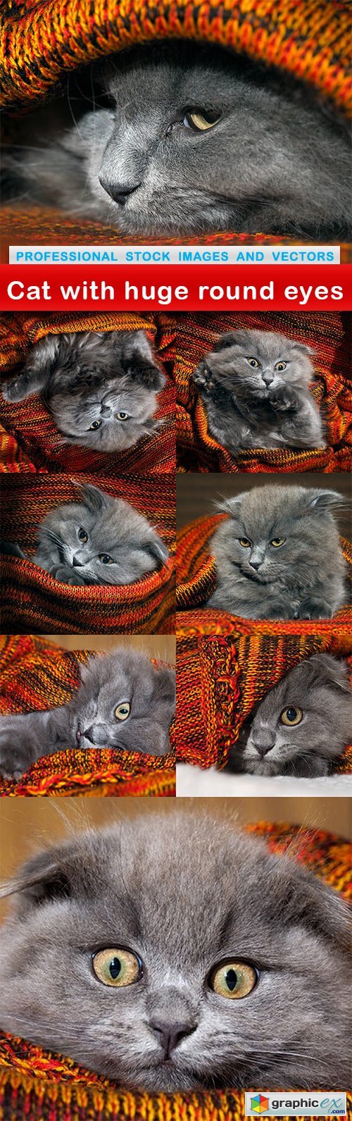 Cat with huge round eyes - 8 UHQ JPEG