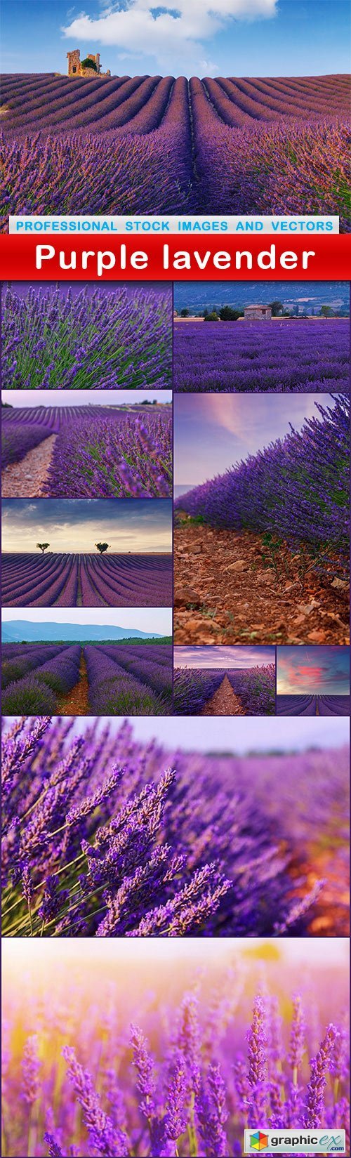 Purple lavender - 11 UHQ JPEG