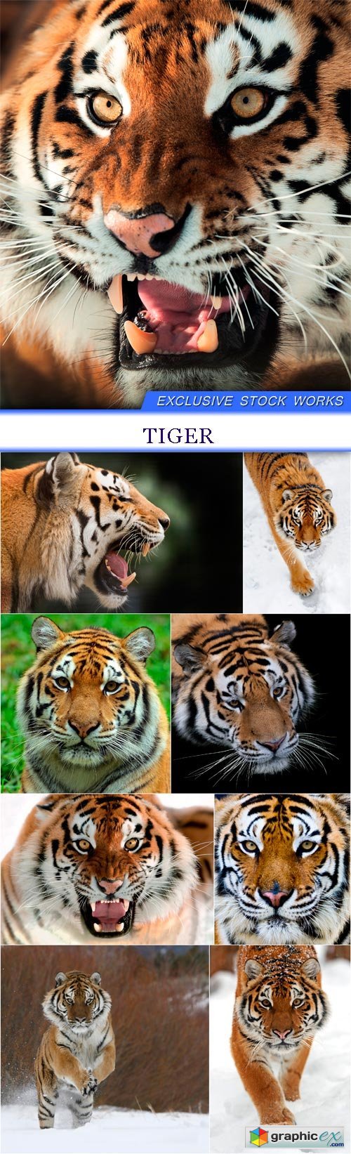 Tiger 9X JPEG