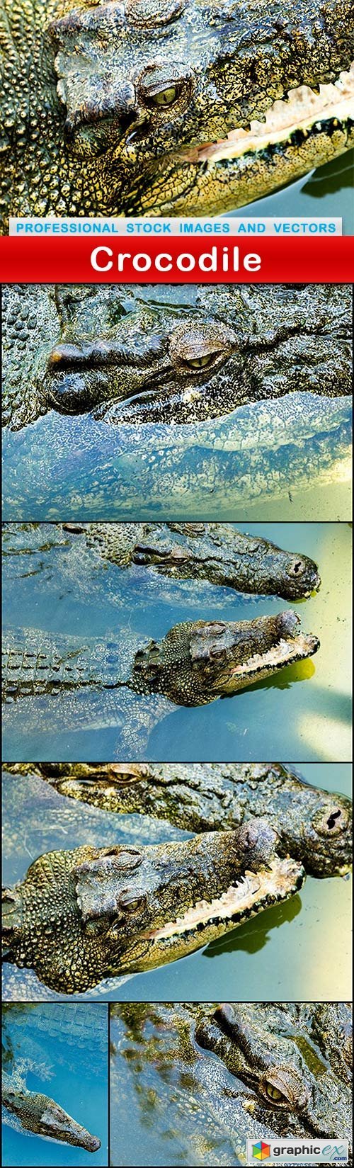 Crocodile - 6 UHQ JPEG