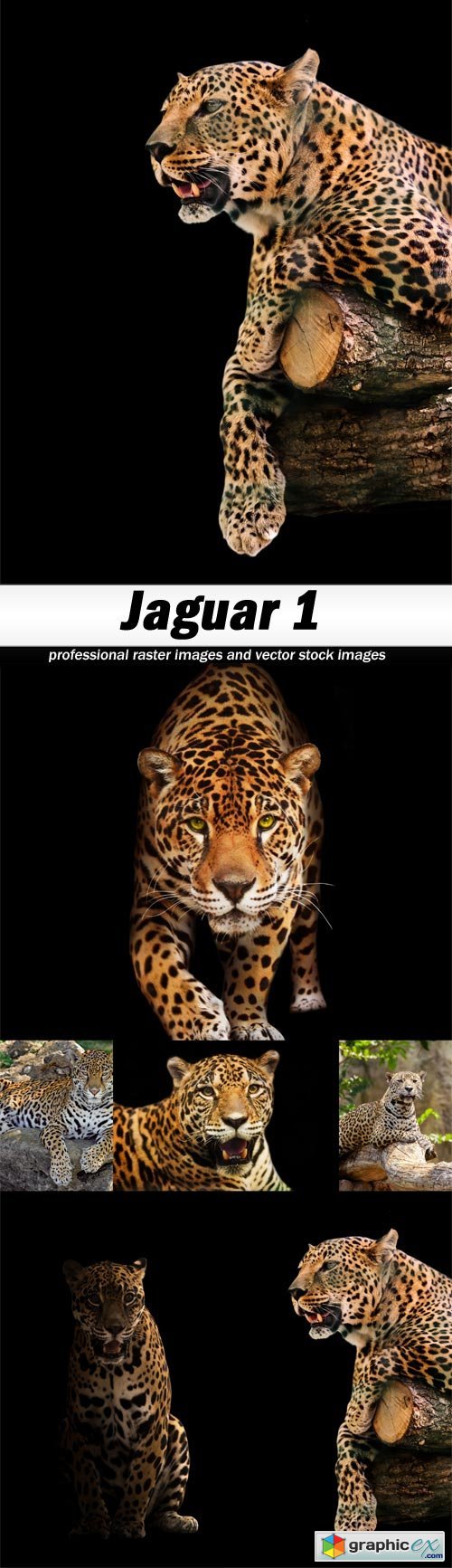 Jaguar 1 - 6 UHQ JPEG