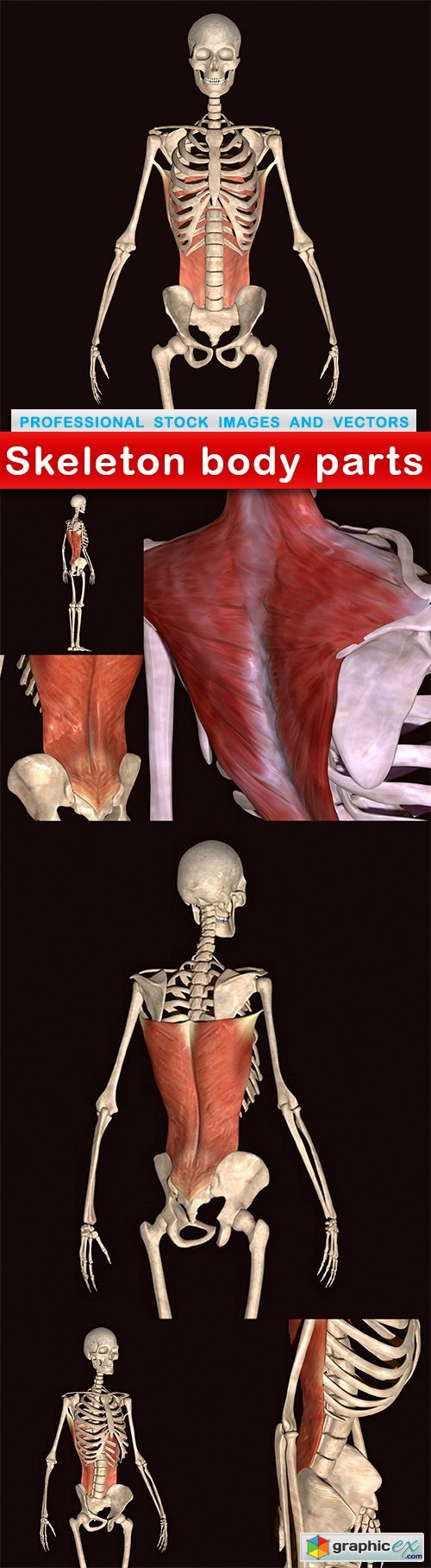 Skeleton body parts - 7 UHQ JPEG