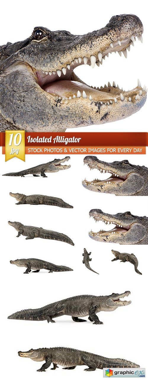 Isolated Alligator, 10 x UHQ JPEG