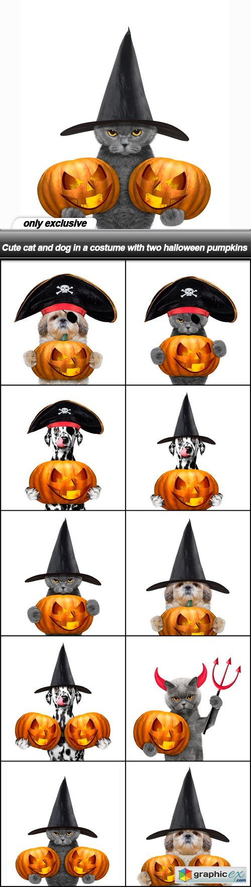 Cute cat and dog in a costume with two halloween pumpkins - 10 UHQ JPEG