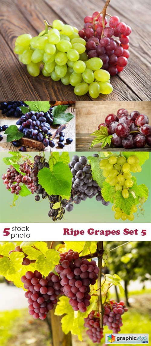 Ripe Grapes Set 5
