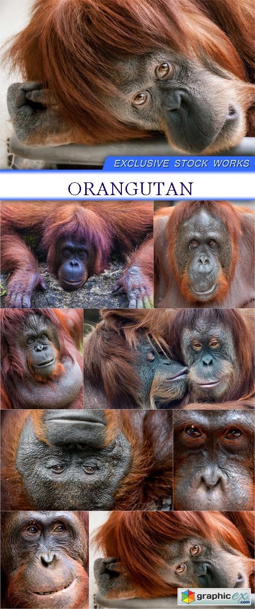 Orangutan 8x jpeg