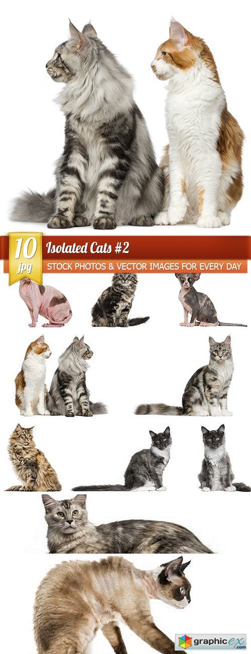 Isolated Cats 2, 10 x UHQ JPEG