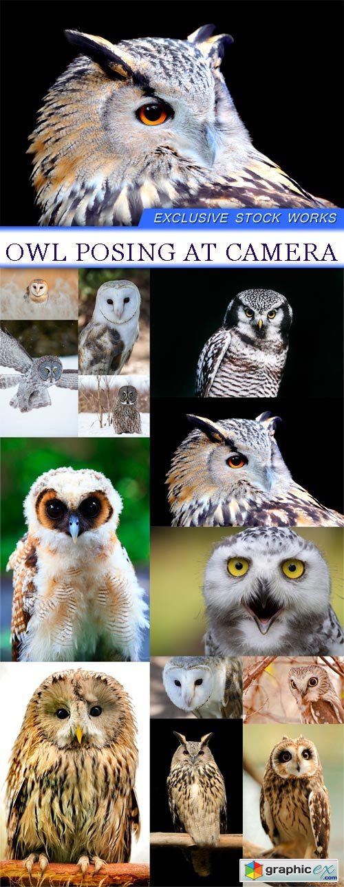 Owl posing at camera 13X JPEG