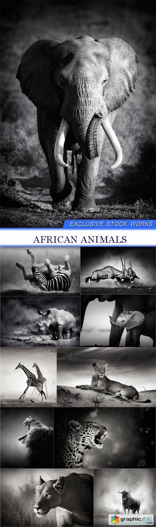 African animals 11X JPEG
